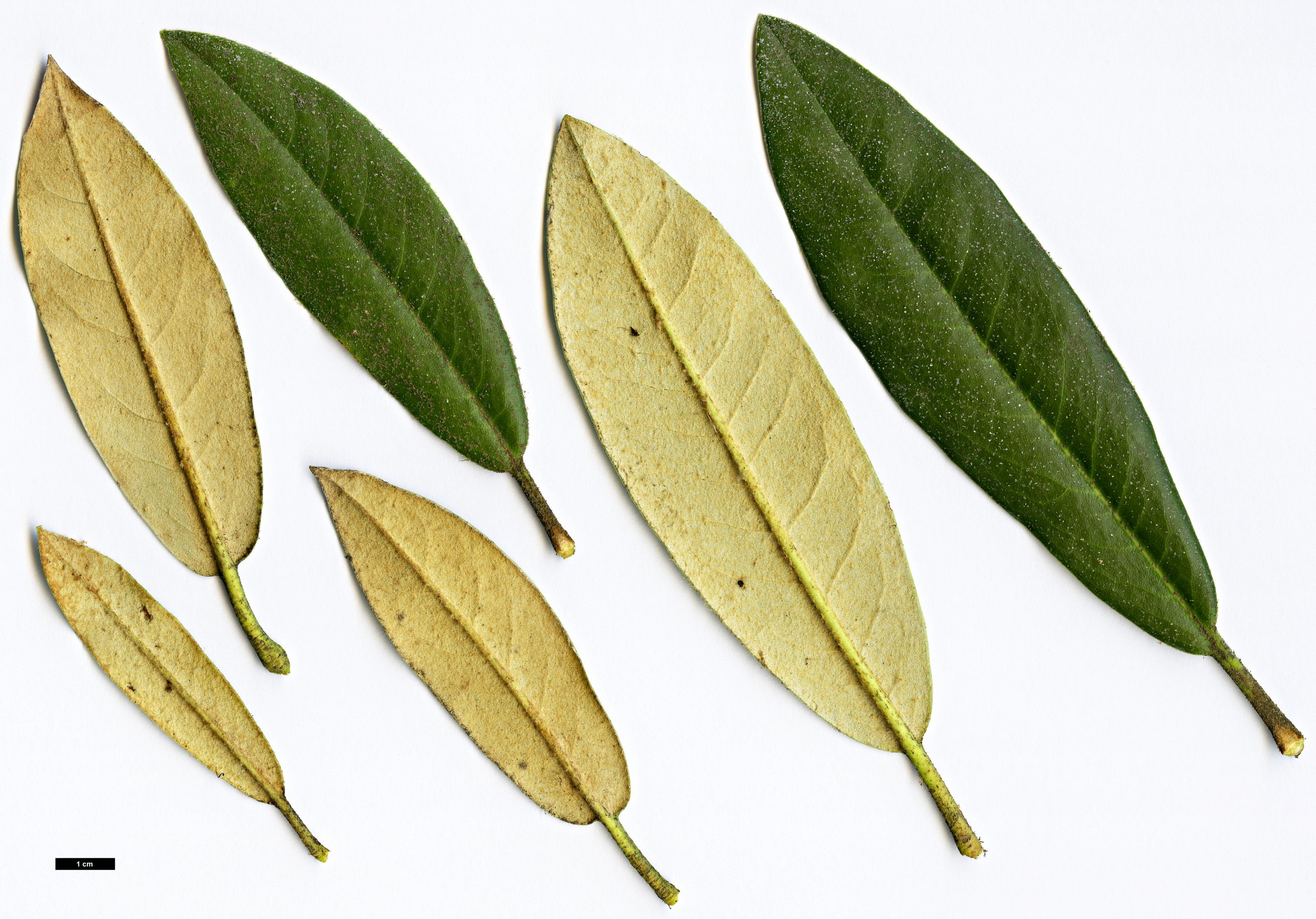 High resolution image: Family: Ericaceae - Genus: Rhododendron - Taxon: balfourianum - SpeciesSub: Aganniphoides Group